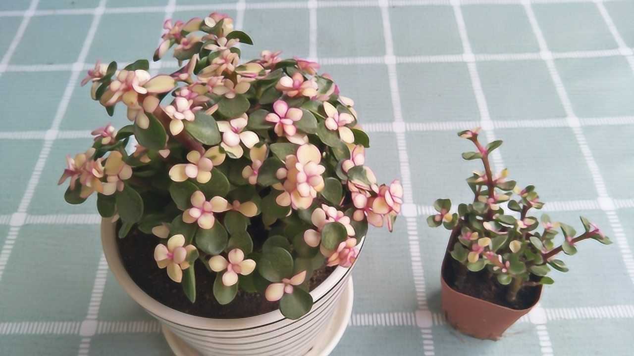 今天才知道,药锦的金枝玉叶和雅乐之舞,原来这样区分