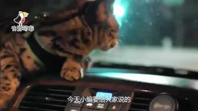 土豪才买得起的热带草原猫, 一只至少几十万, 买得起也养不起