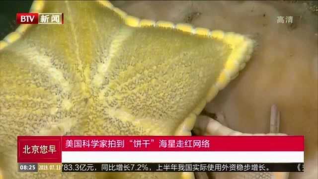 美国科学家拍到神奇海星 形状酷似“饼干”走红网络