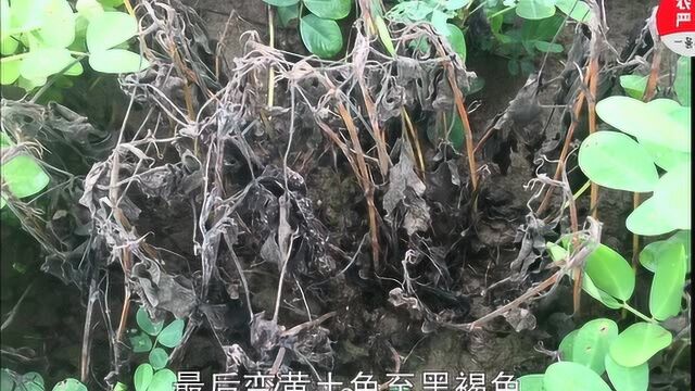 《老毛话农业》第49期:夏播花生白绢病早发现早预防