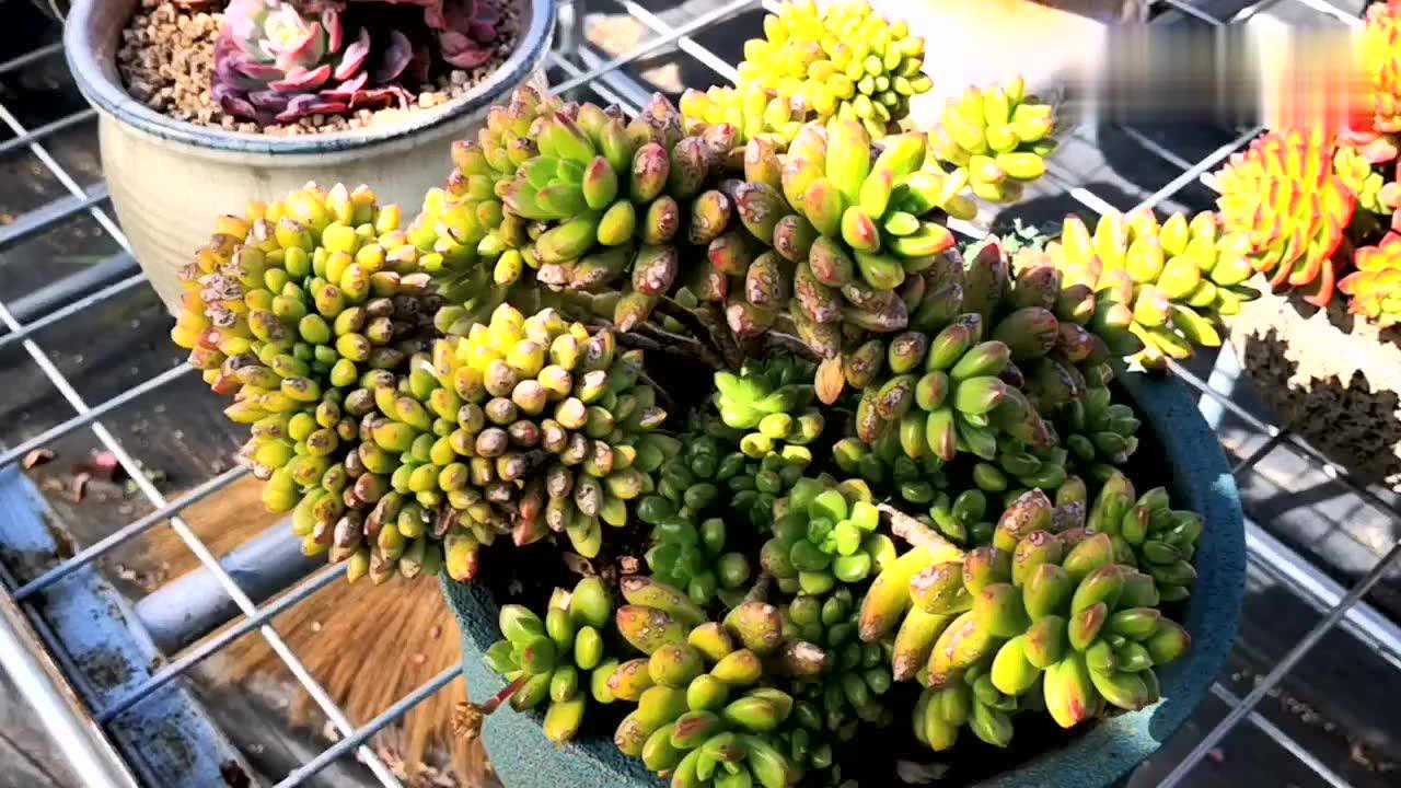 云南多肉植物欣赏:丸叶松绿缀化,带斑点的叶片很显苍老!