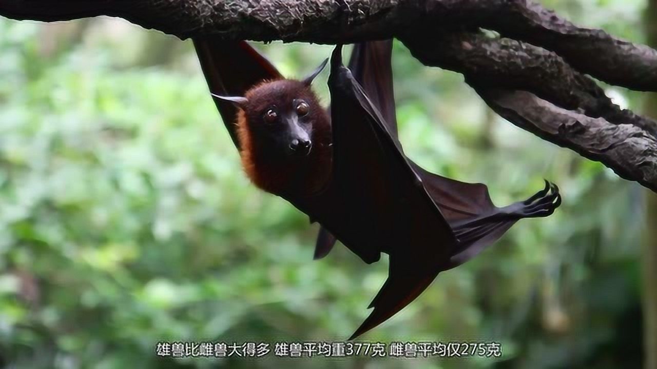 锤头果蝠是非洲最大的蝙蝠生活在河流边缘不一样的蝙蝠