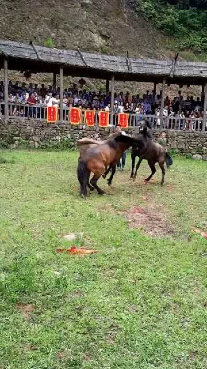 第一次见这样的斗马，为夺得母马交配权打出了真火，太霸气了！_高清