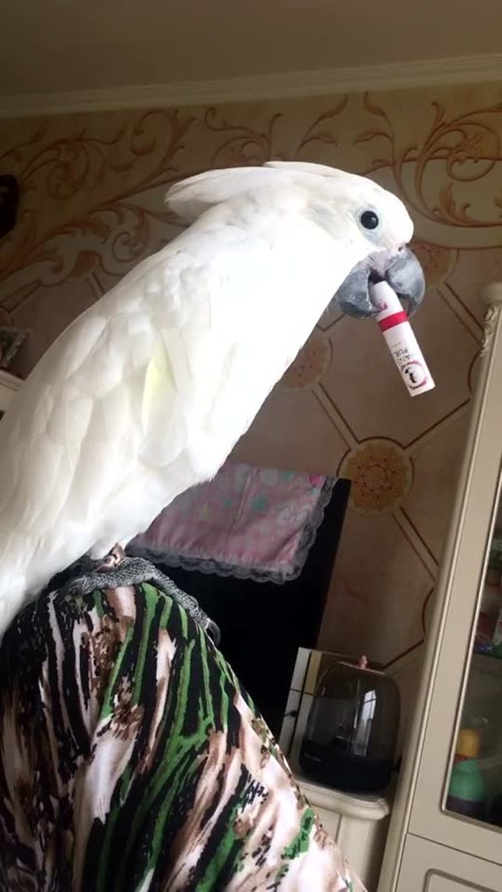 女儿家养的雨伞巴丹葵花鹦鹉两月没见长大了好可爱啊