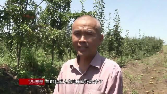 襄州区龙王镇果农丰收在望,十级狂风损失惨重