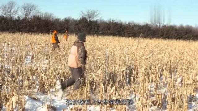 外国野鸡泛滥,猎杀一只奖励200元,还去什么叙利亚打仗