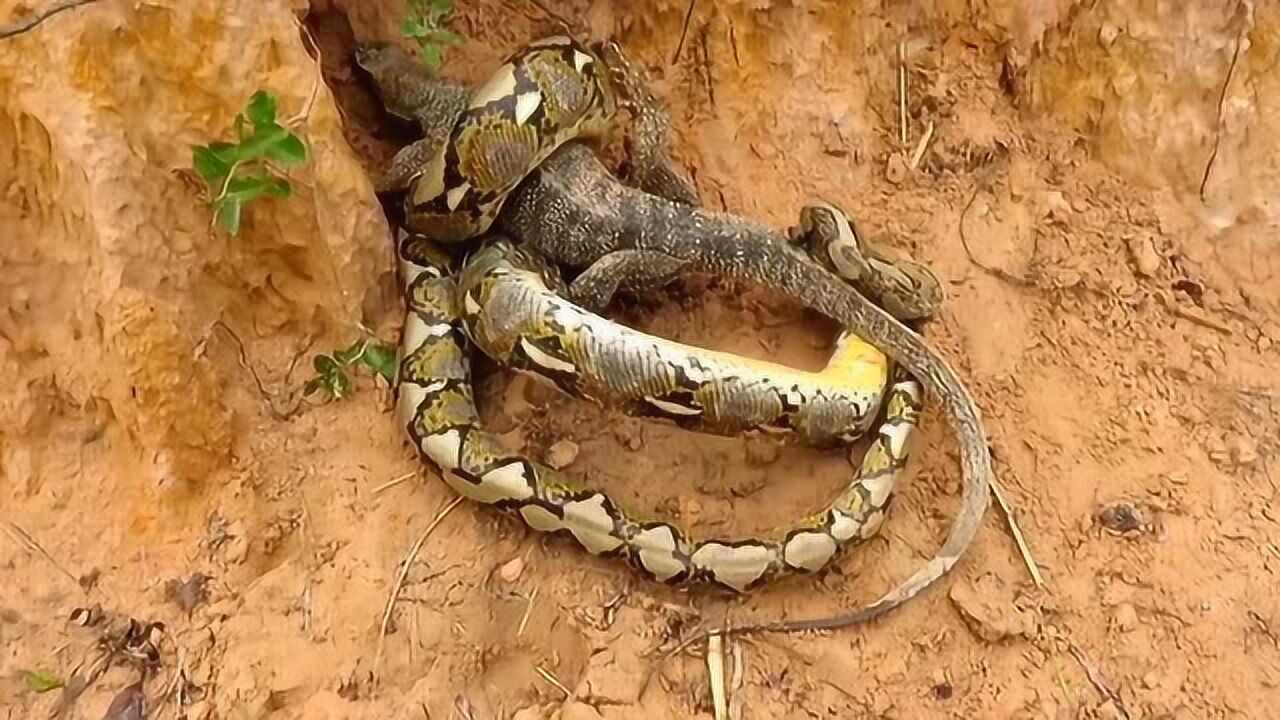 蟒蛇大战巨蜥没想到战斗力这么悬殊