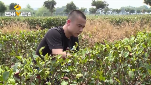 退伍军人开茶叶公司,带动贫困户脱贫增收 :后续将扩大规模