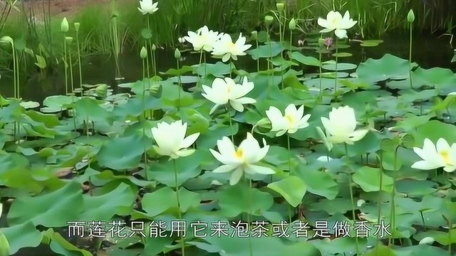 荷花和莲花,它们之间的区别是什么呢?看完发现今天算长见识了