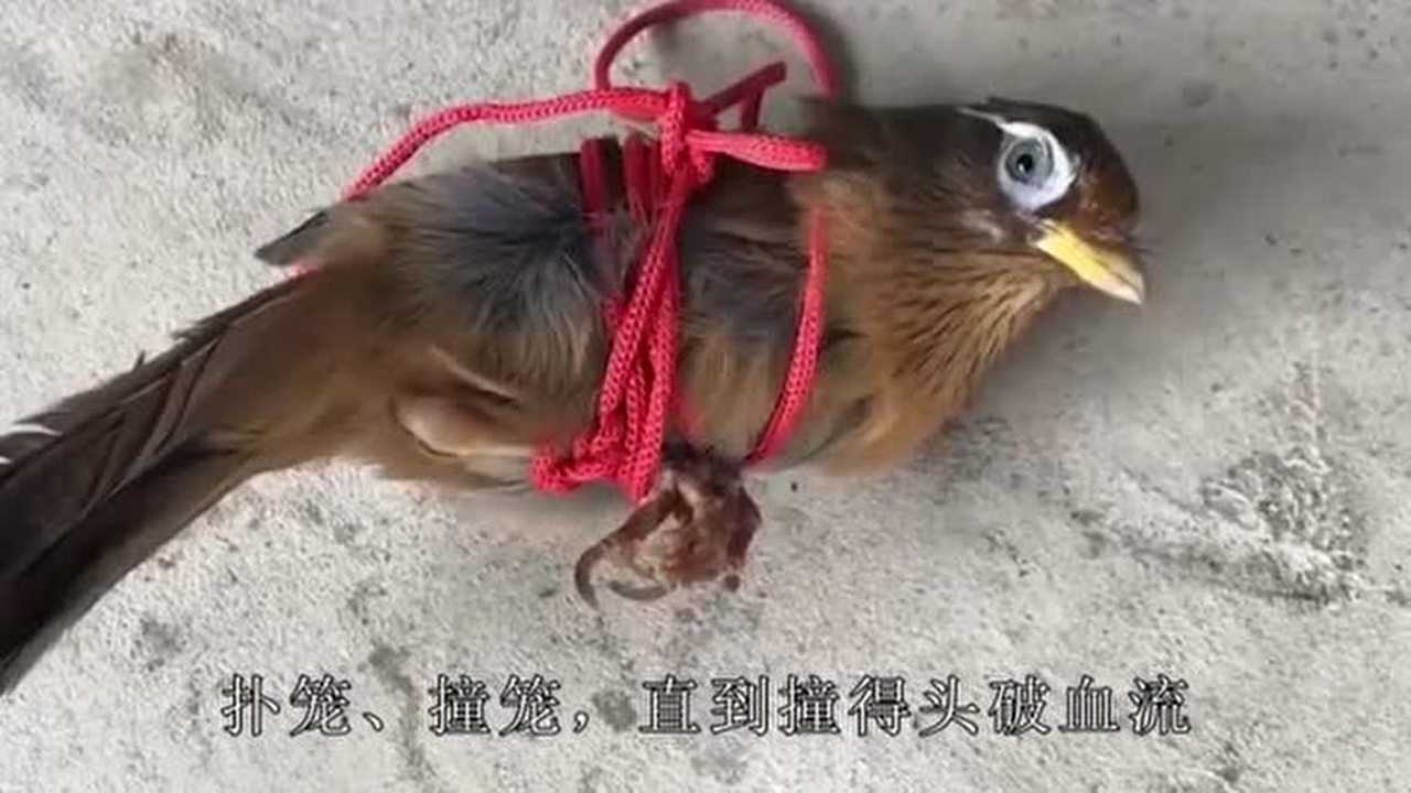 画眉鸟当中的烂头屠夫性子刚烈是不少鸟友心中的爱将
