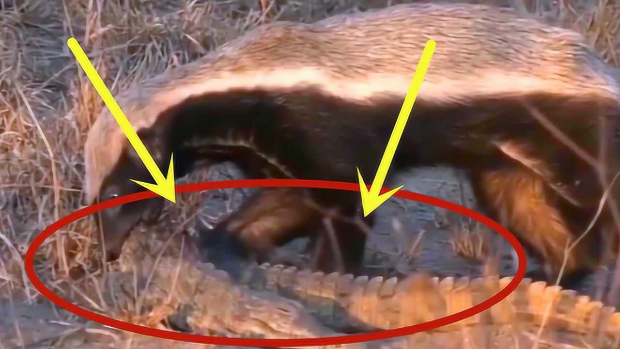 平头哥战力惊人鳄鱼也不是对手下一幕令人不敢置信