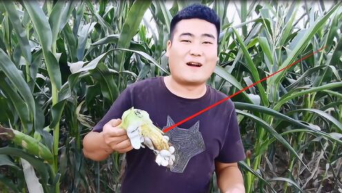 让农民讨厌,现在1公斤卖200多时 间:2019-09-05上传者:农村葛老三简