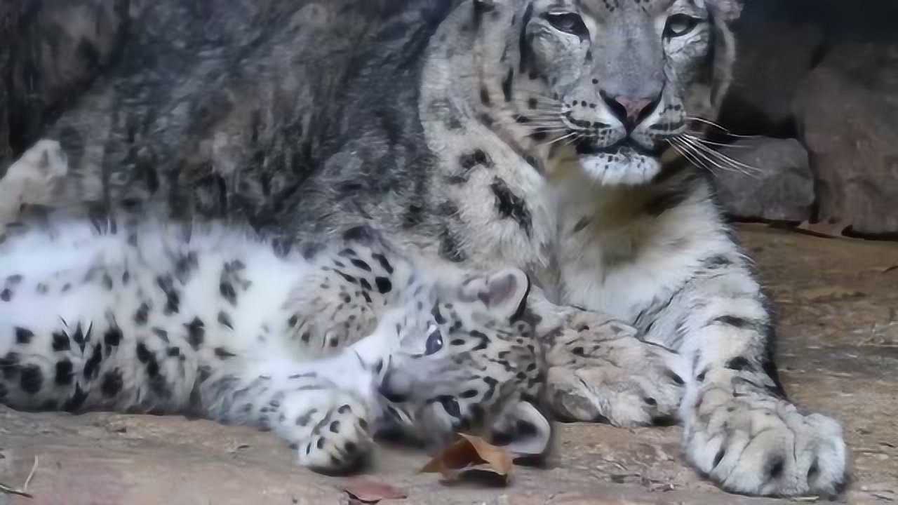 可爱的雪豹一家,特别是幼崽更是萌到爆炸