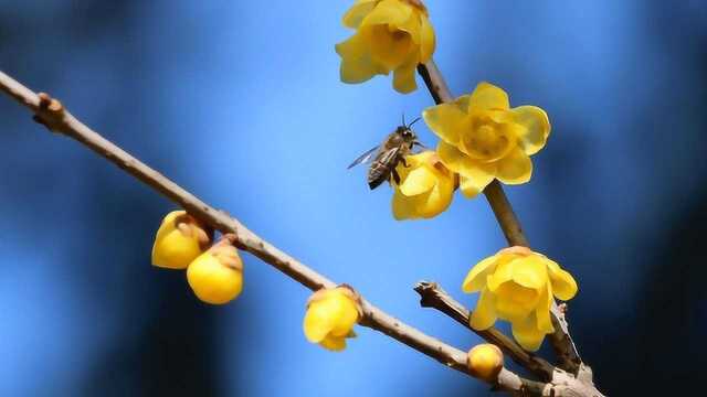 我们平时欣赏的梅花,却可以拿来治疗感冒,很多人却不知道!