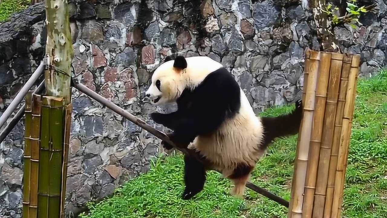 熊猫宝宝苦练绝技,看后一脸震惊:这还是熊猫吗?_腾讯视频
