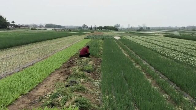 四川一乡镇2千亩白葱无人问津 实拍菜农拔草式痛心毁葱