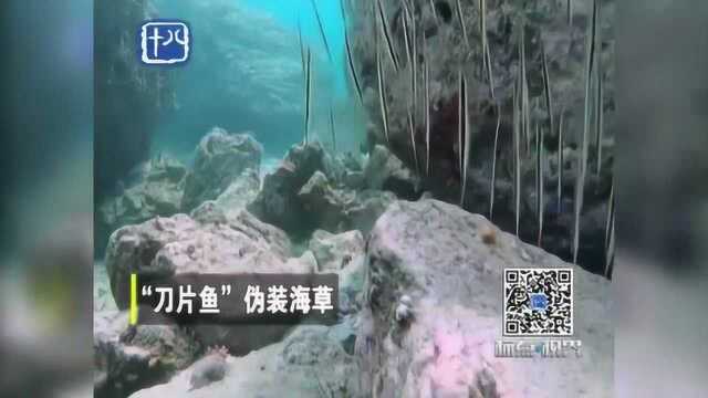 标点视界:印尼海域“刀片鱼”伪装海草