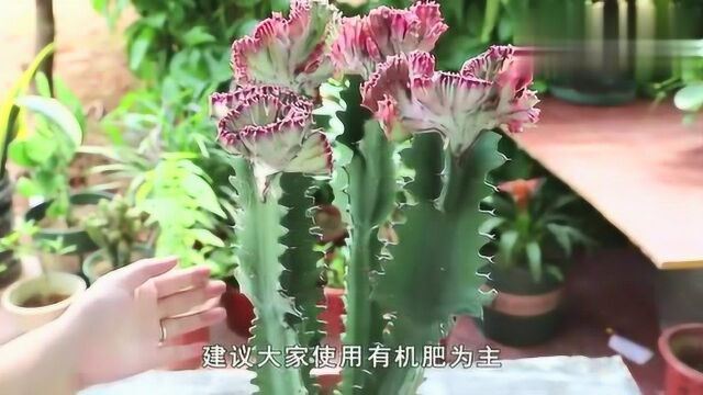 这样养龙骨花,蹭蹭蹭往上窜,花开又多又艳丽