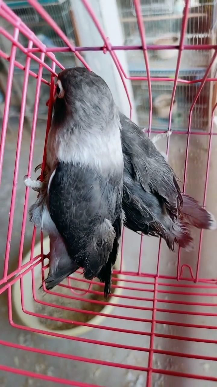 黑头牡丹鹦鹉 骡子图片