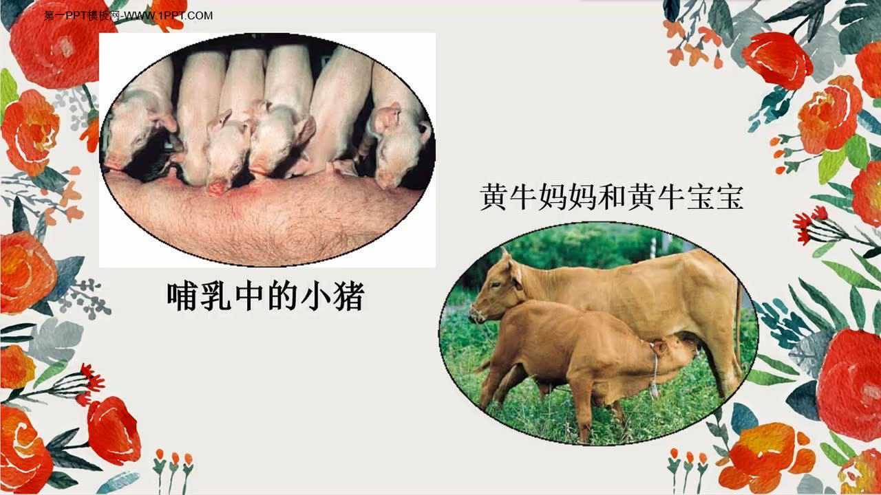 动物的繁殖活动