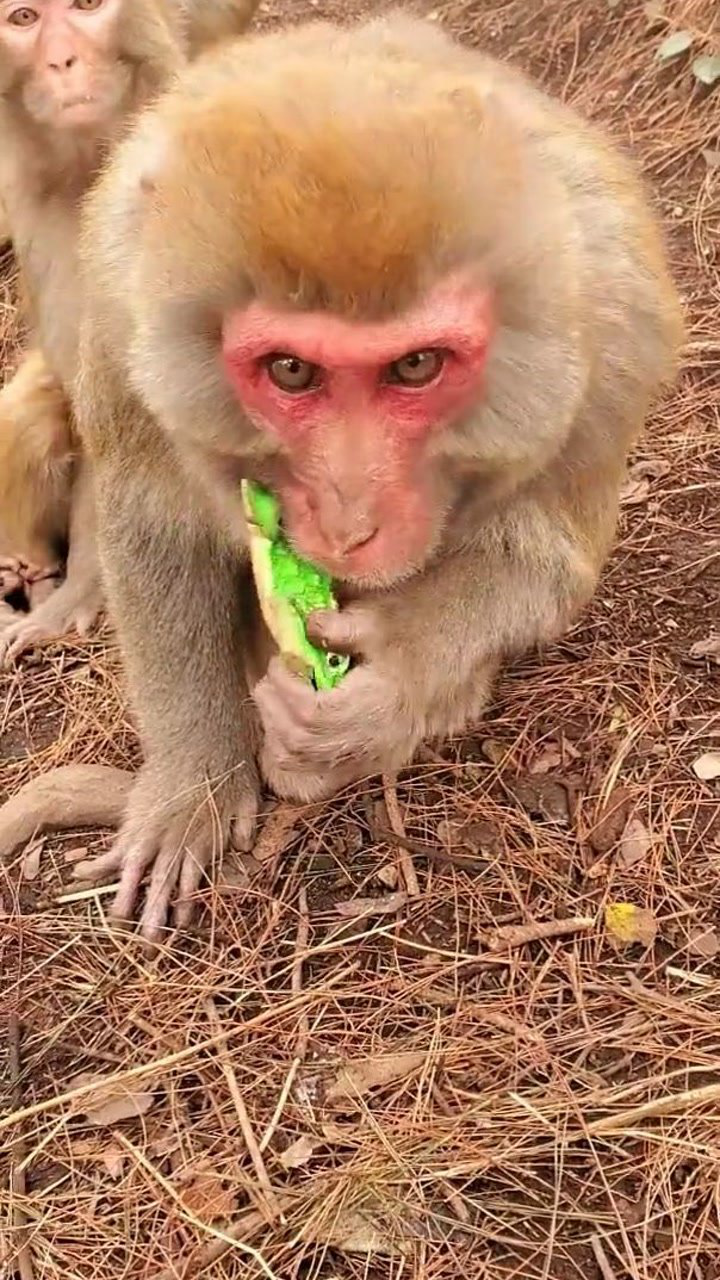 这只猴子竟然抱着青蛙玩具吃,模样真的是太傻了