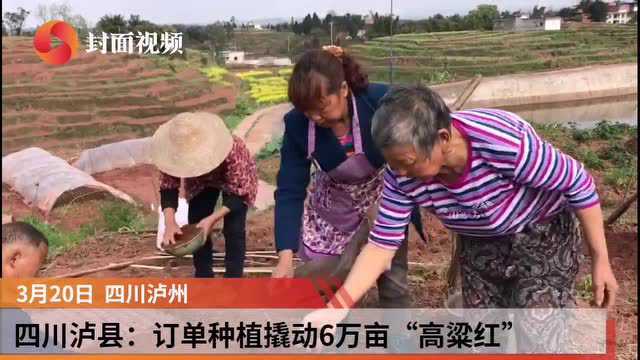 四川泸县:订单种植撬动6万亩“高粱红”