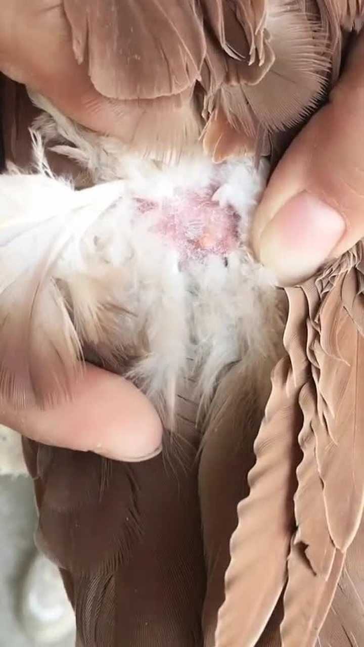 正确分辨鸽子公母的方法你学会了吗