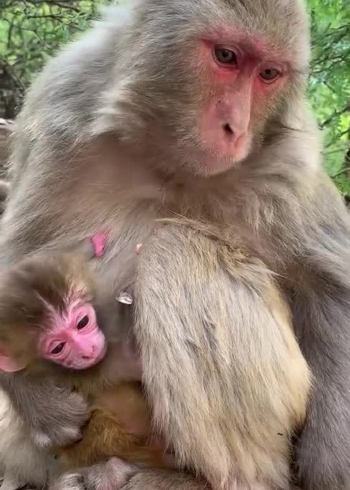 动物世界刚出生的小猴宝宝