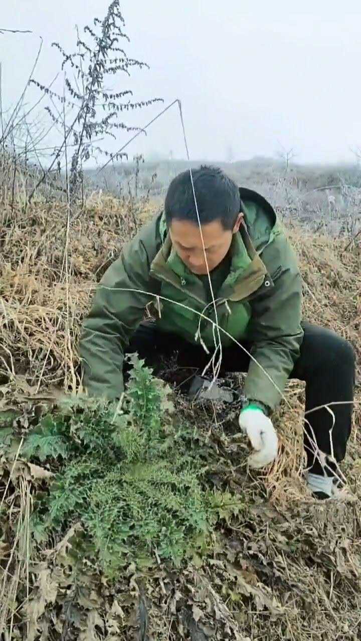 这种野菜我们叫牛渣口,我从小就喜欢吃这种野菜