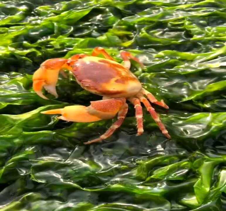 这种金黄色的螃蟹第一次见,据说很值钱