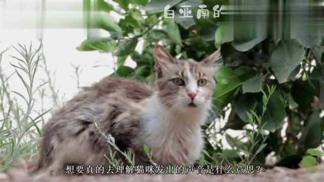 你知道平常的猫咪会发出几种声音吗?看完这个视频你就知道了!