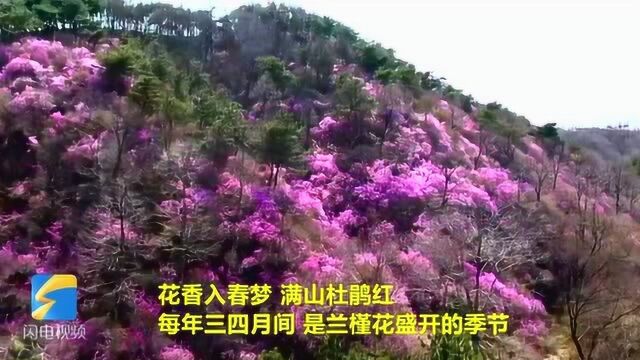 美不胜收!漫山遍野兰槿花如期绽放 日照九仙山花海如潮芳香四溢