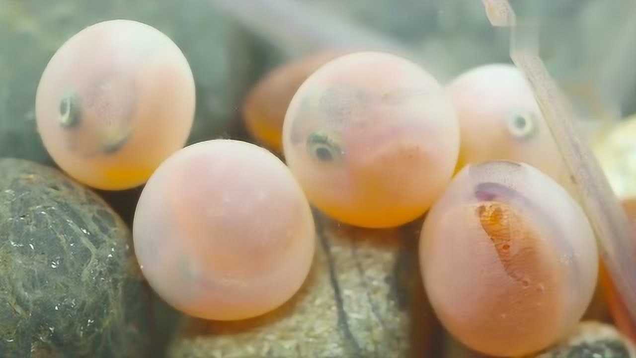 鱼卵孵化成小鱼破壳瞬间,任何一个生命来到世上都是不易的