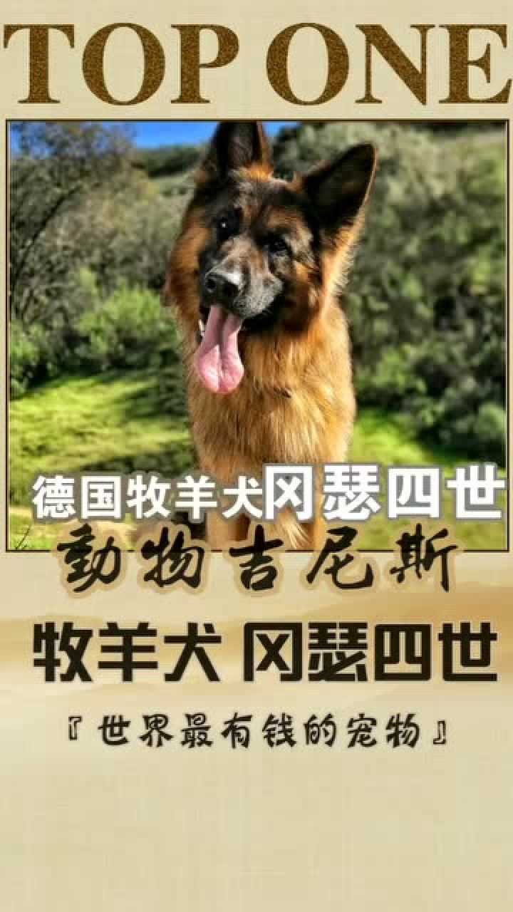 动物百科世界上最有钱的狗牧羊犬冈瑟四世