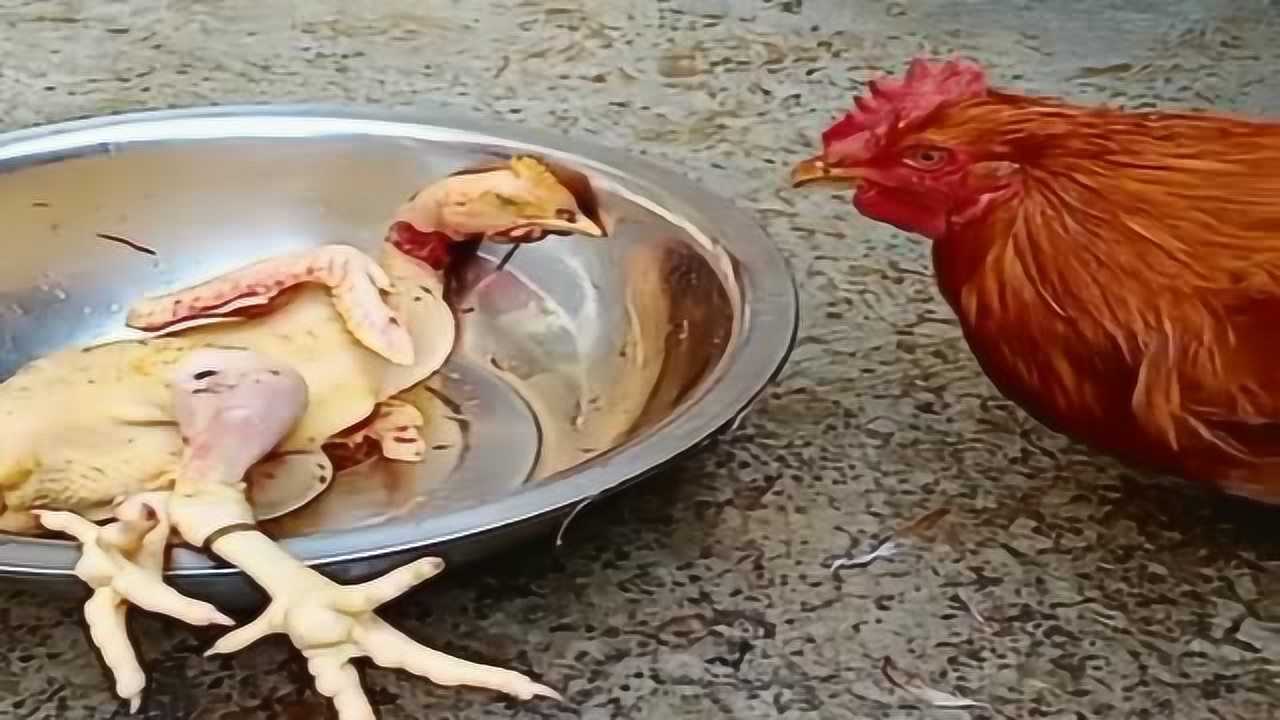 老母鸡被杀了大公鸡伤心欲绝这配音简直绝了两只鸡的感情挺不错