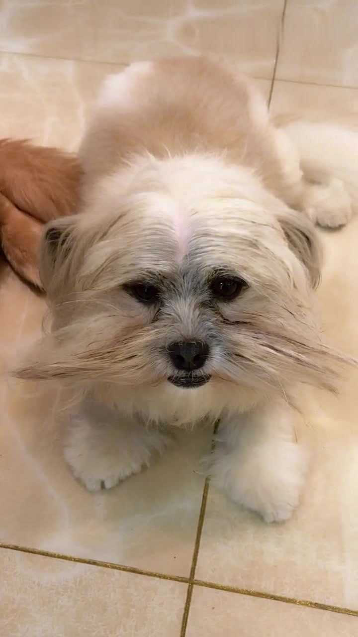 比熊犬你认我做大哥我教你梳中分