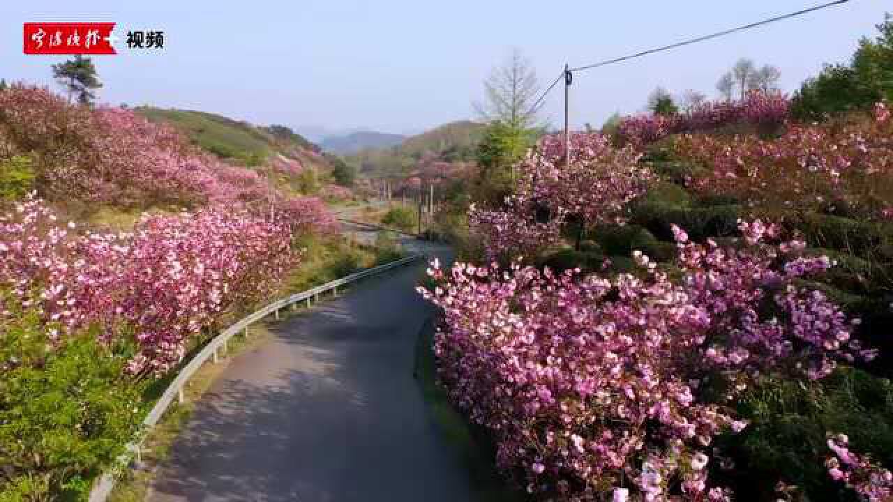 宁波四明山最美樱花道航拍上马岗