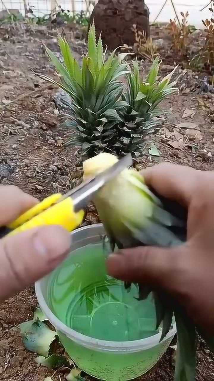 种菠萝头的方法图片
