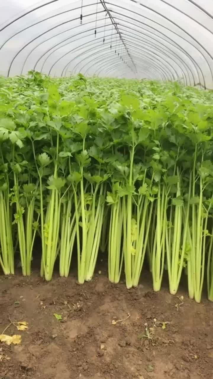 虽然是大棚但是这个芹菜长得也太好了吧网友看着像假的