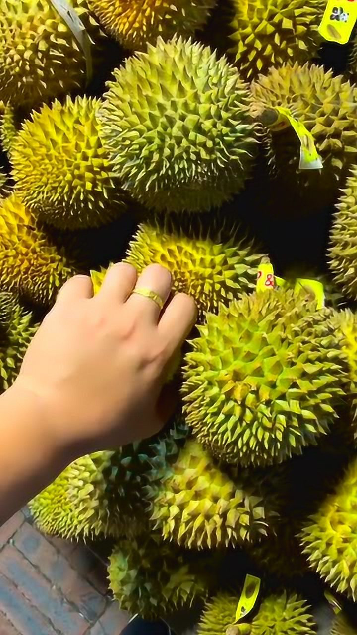 见识一下世界上最小的榴莲,掰开一看惊掉下巴,这得多少钱一个