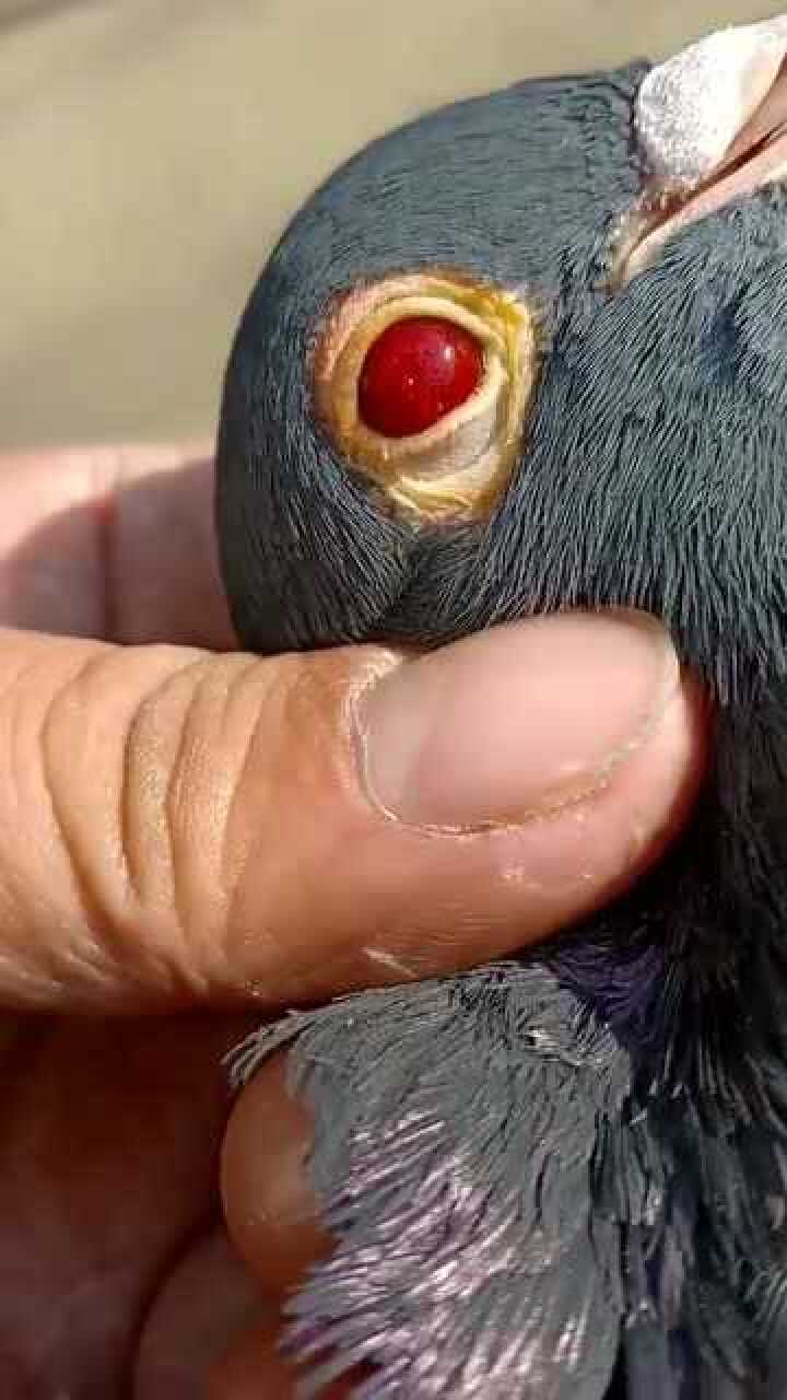 最古老的鸽子眼睛都是红宝石这是写轮眼开了一半