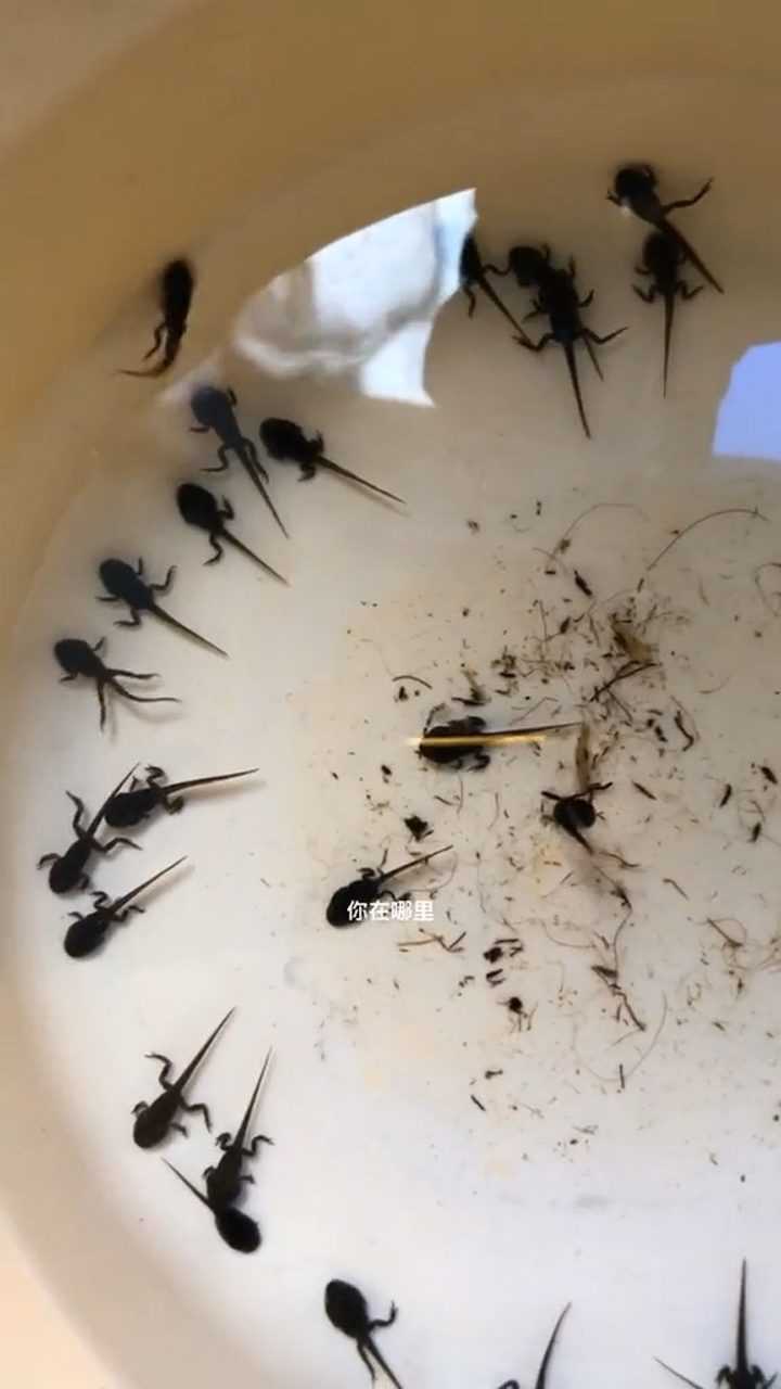 养蝌蚪的第n天,长腿了,好可爱