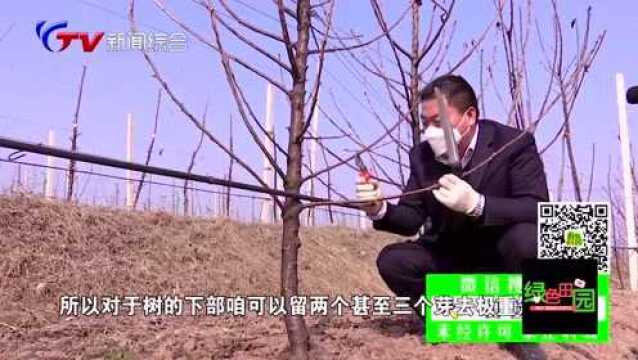 绿色田园:国外樱桃树形之SSA,听听专家的说法