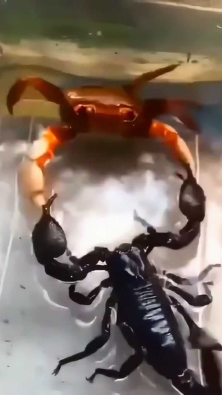 蝎子打架图片