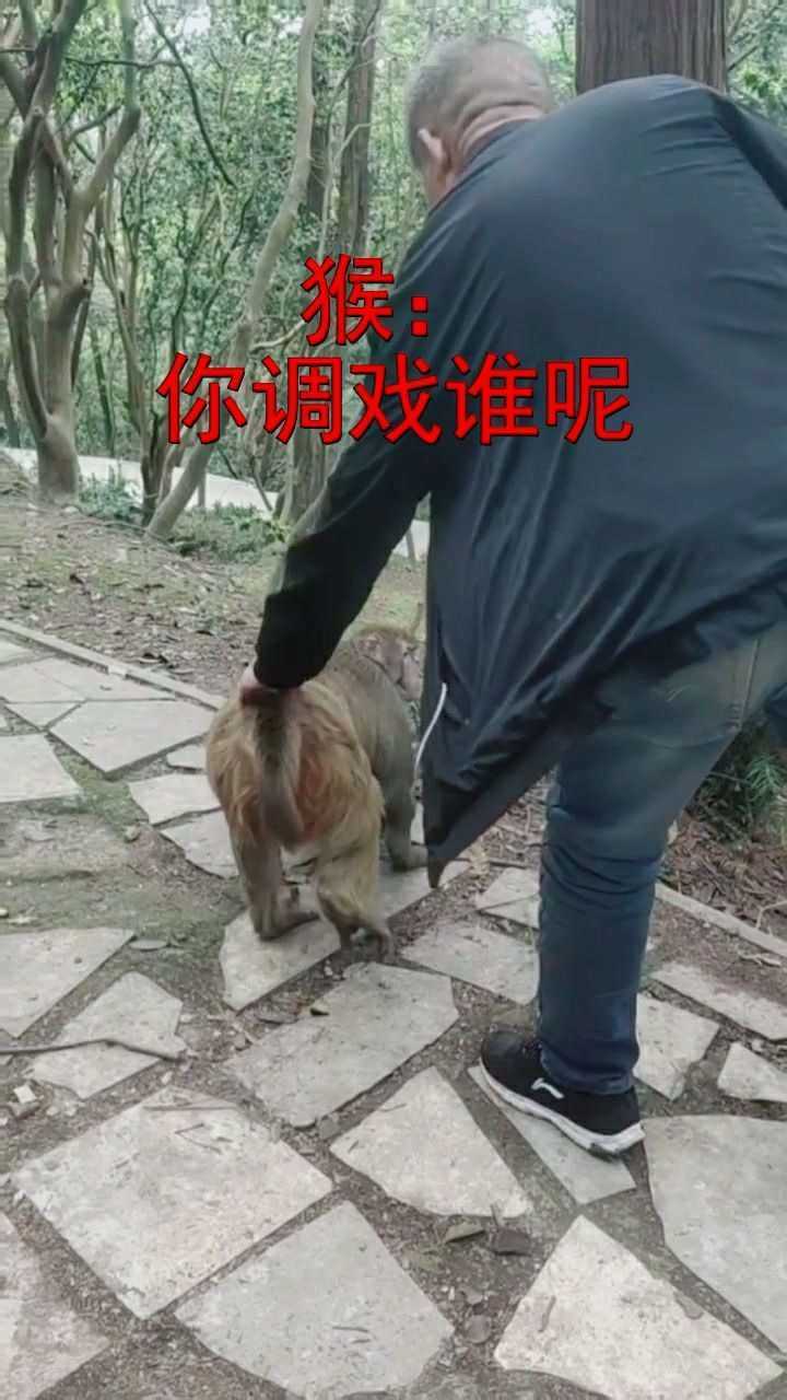猴子你真是太流氓了