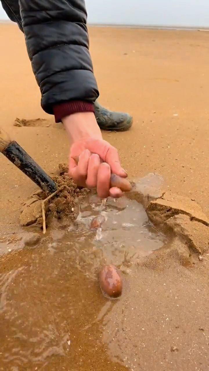 海老鼠很恶心图片