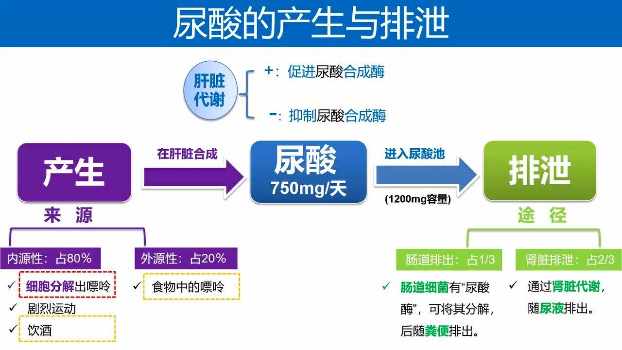 尿酸的产生与排泄