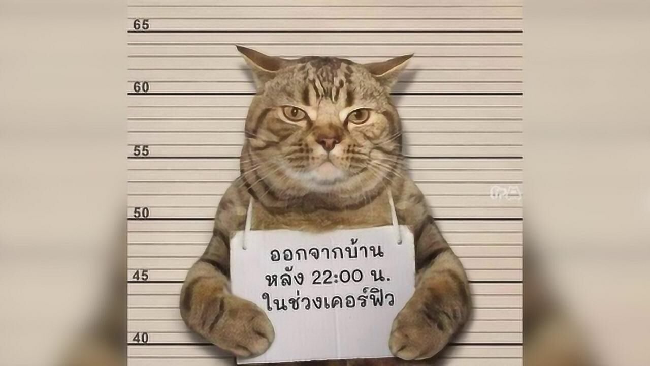 泰国警方逮捕一只猫,理由太奇葩!