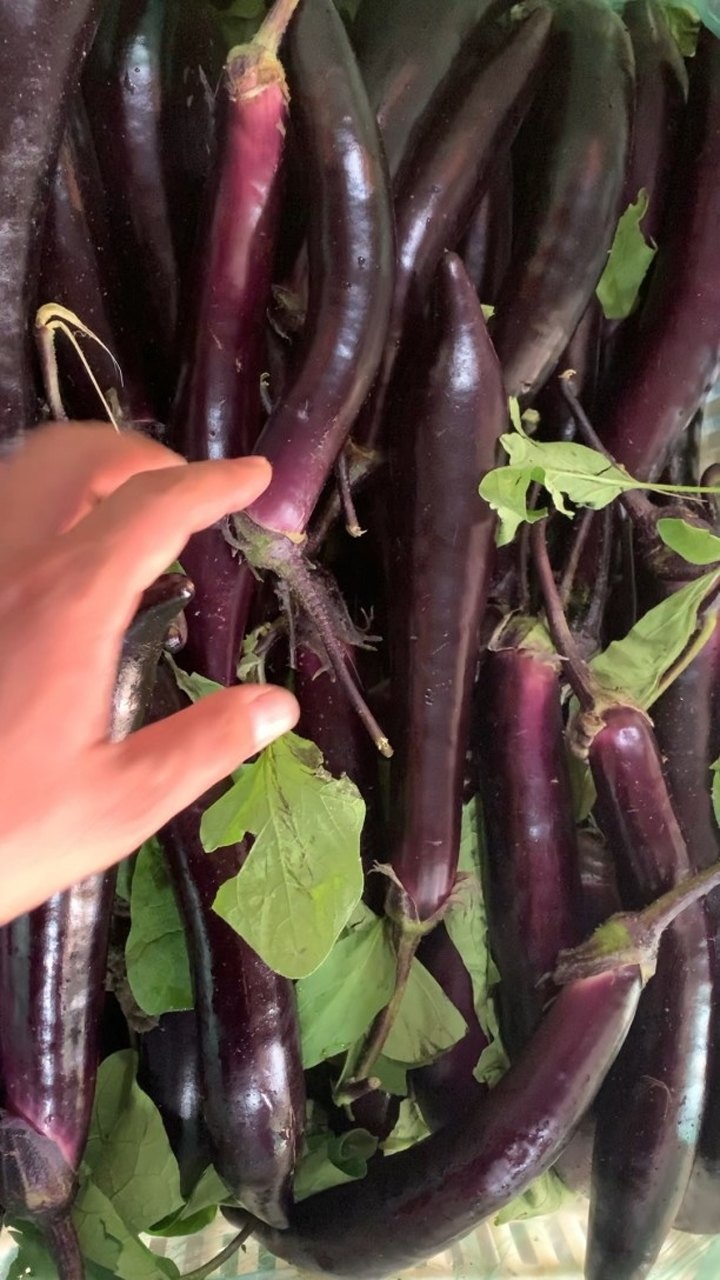 紫把茄子