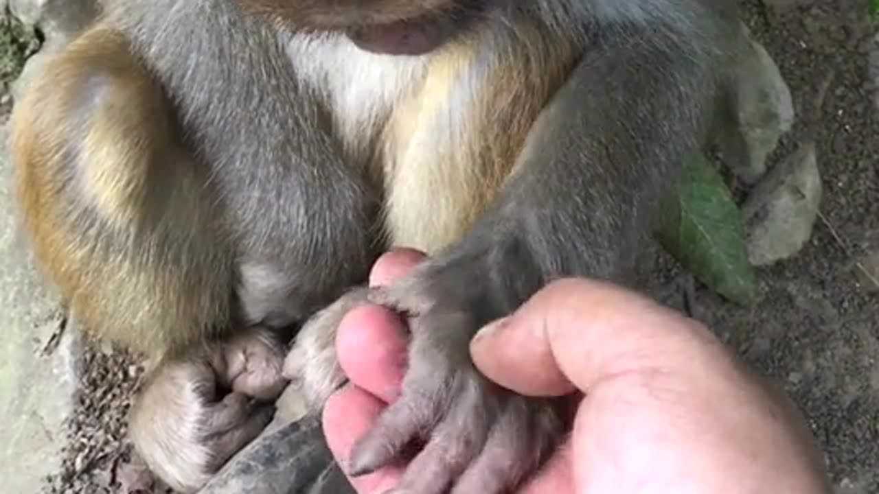 看看这个小猴子的手掌,跟小孩子的手掌一样,这景区的小猴子太乖巧了!